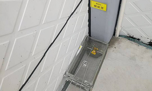 如何进行科学灭鼠