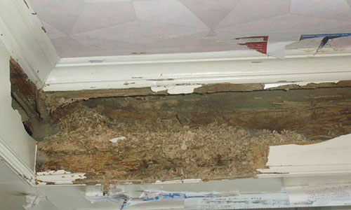 白蚁的破坏力有多强大?