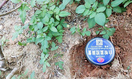 白蚁猖獗,发现白蚁时不要轻易用杀虫剂喷杀