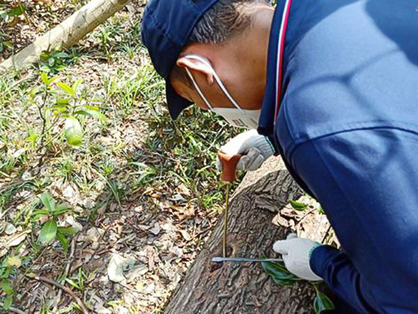 园林古树白蚁防治