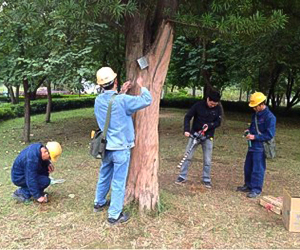 白蚁诱杀防御系统
